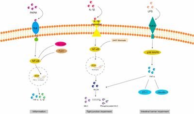 New insights into the intestinal barrier through “gut-organ” axes and a glimpse of the microgravity’s effects on intestinal barrier